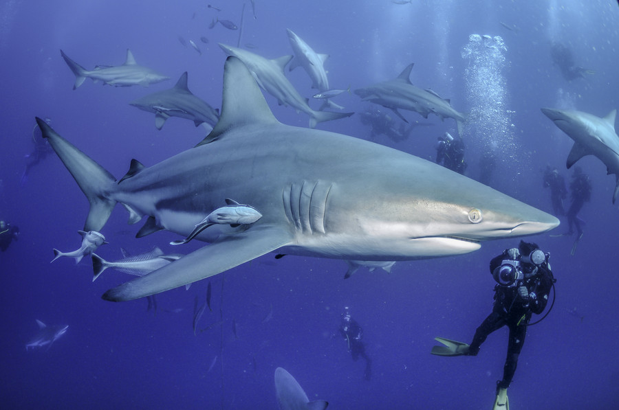 Impress Friends (and Terrify Seals) with these Shark Week Facts
